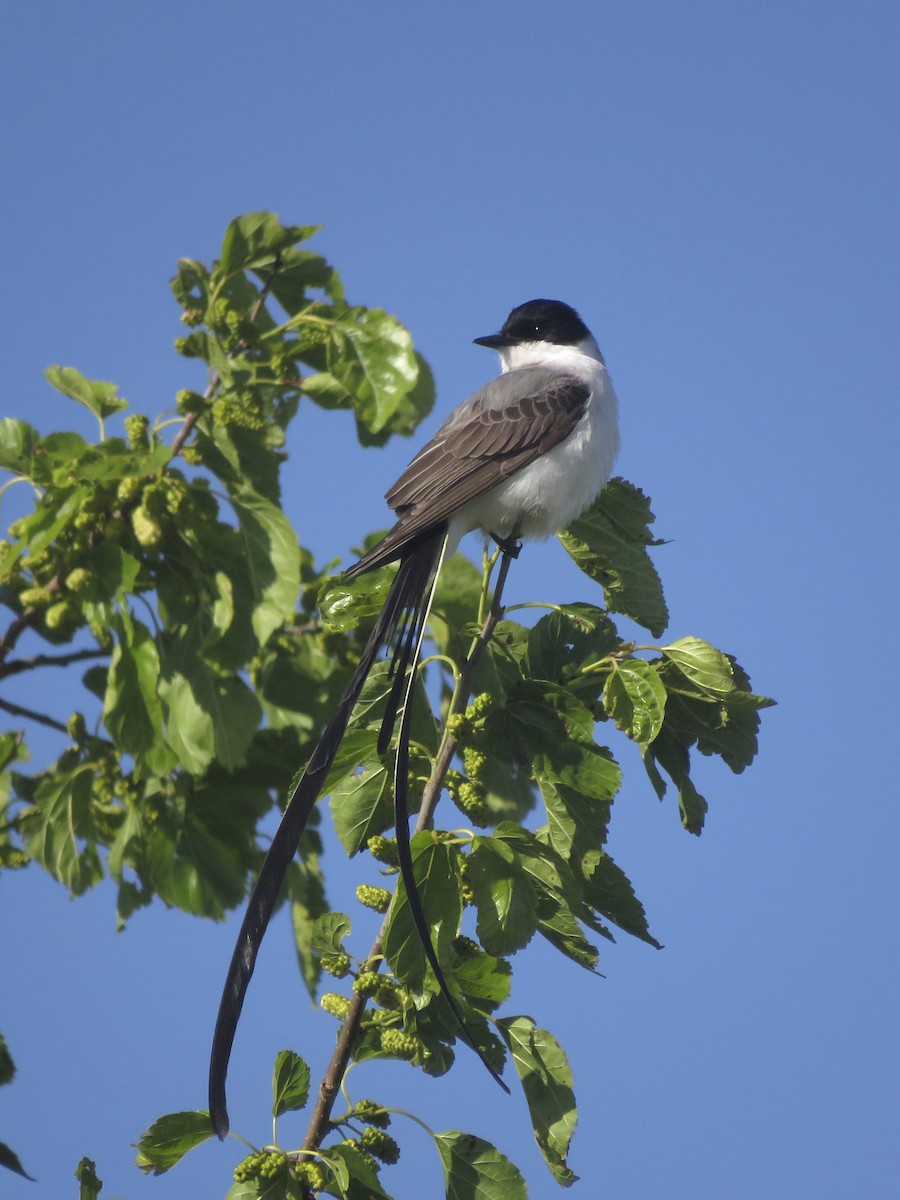 Fork-tailed Flycatcher - ML643711718