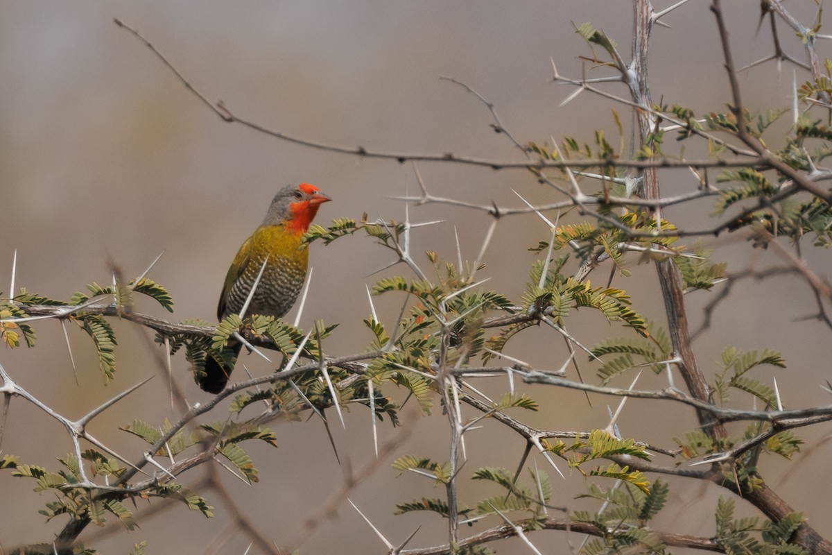 Green-winged Pytilia - ML643711727