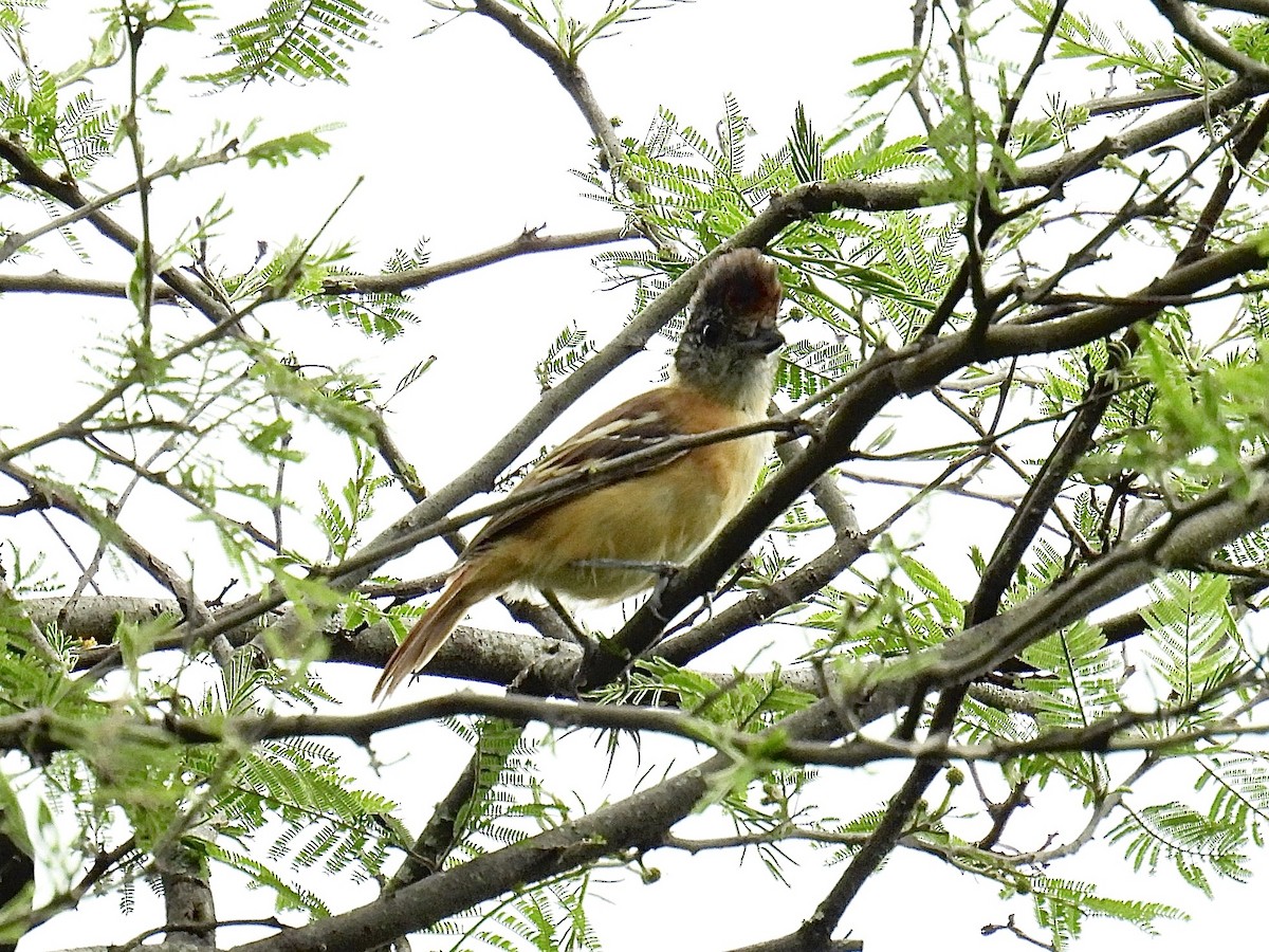 Collared Antshrike (Collared) - ML643711760