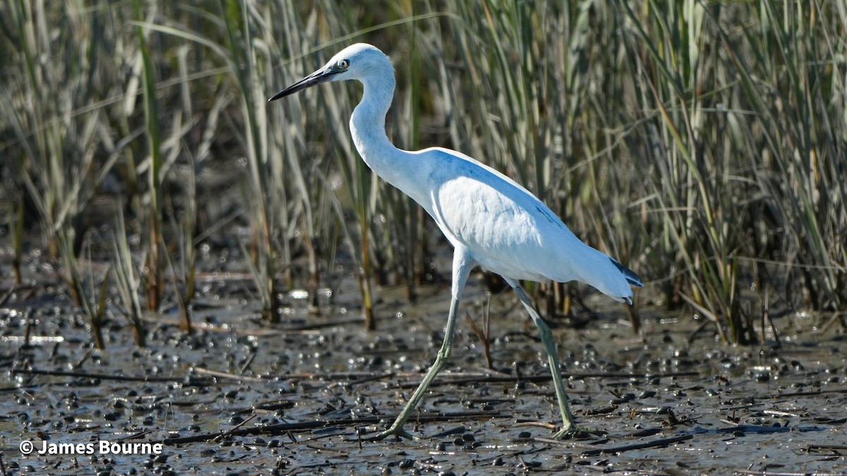 Little Blue Heron - ML643711761