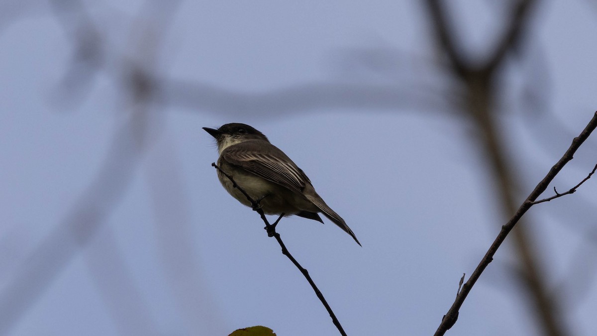 Eastern Phoebe - ML643711762