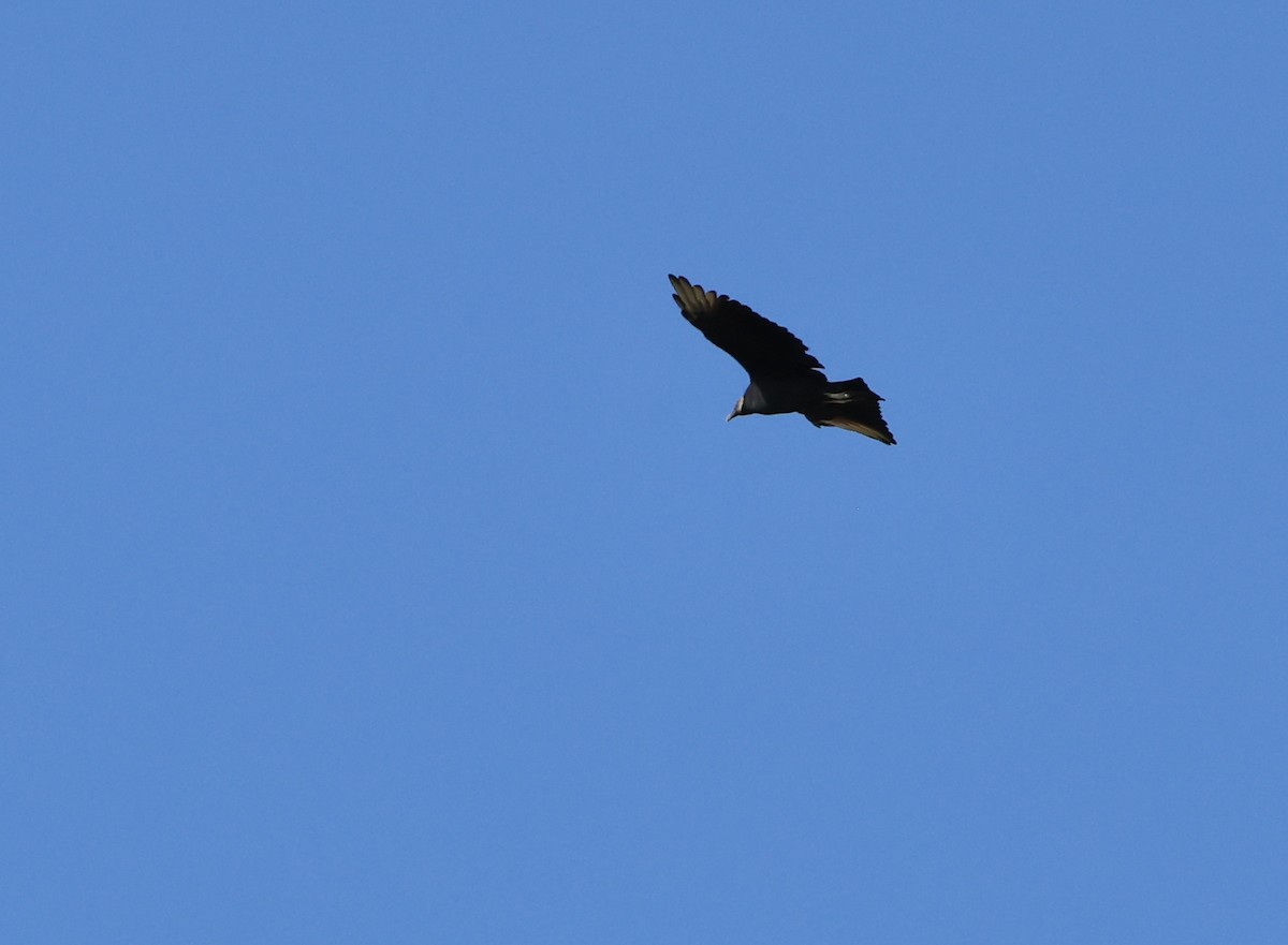 Black Vulture - ML643711769
