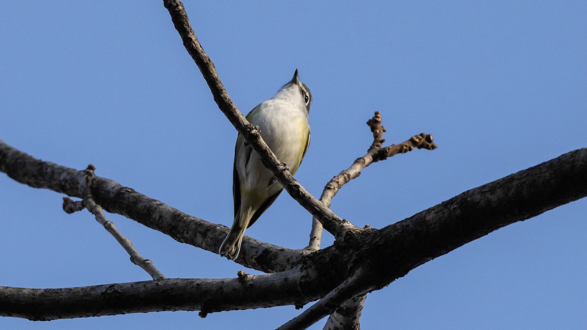Blue-headed Vireo - ML643711786