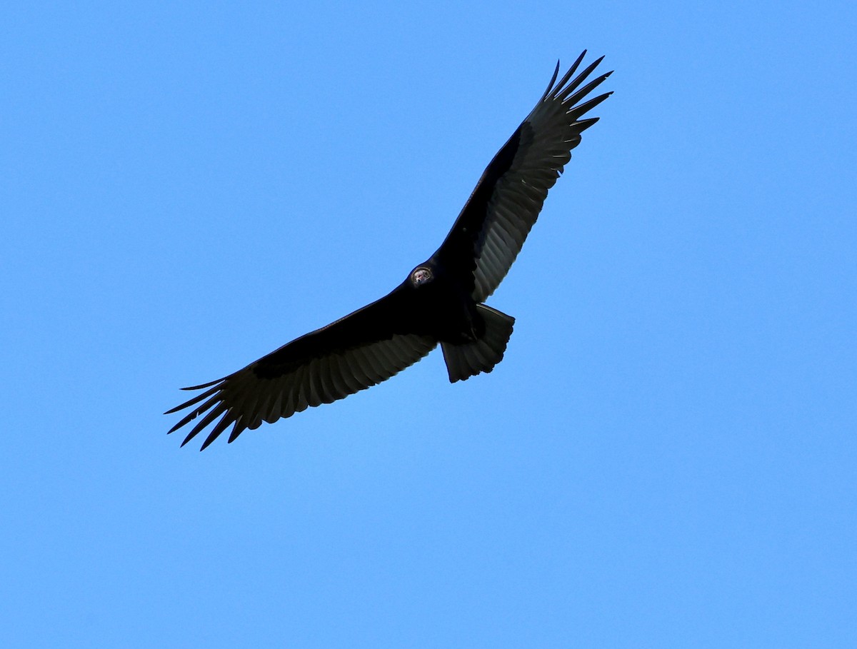Turkey Vulture - ML643711788