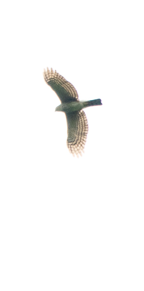 Sharp-shinned Hawk - ML643711791
