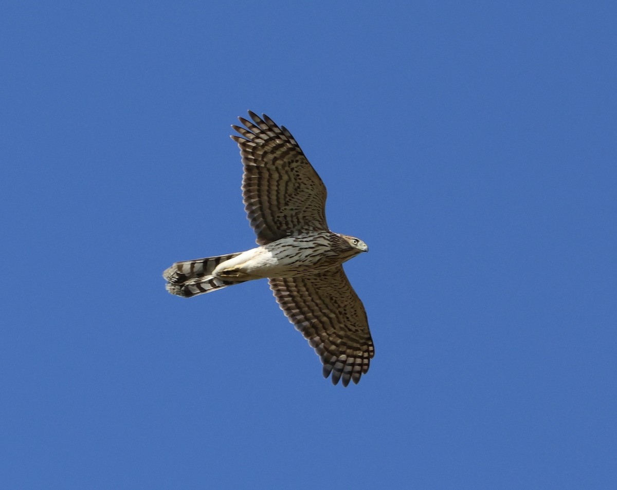 Cooper's Hawk - ML643711798