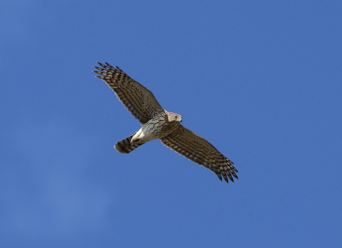Cooper's Hawk - ML643711799