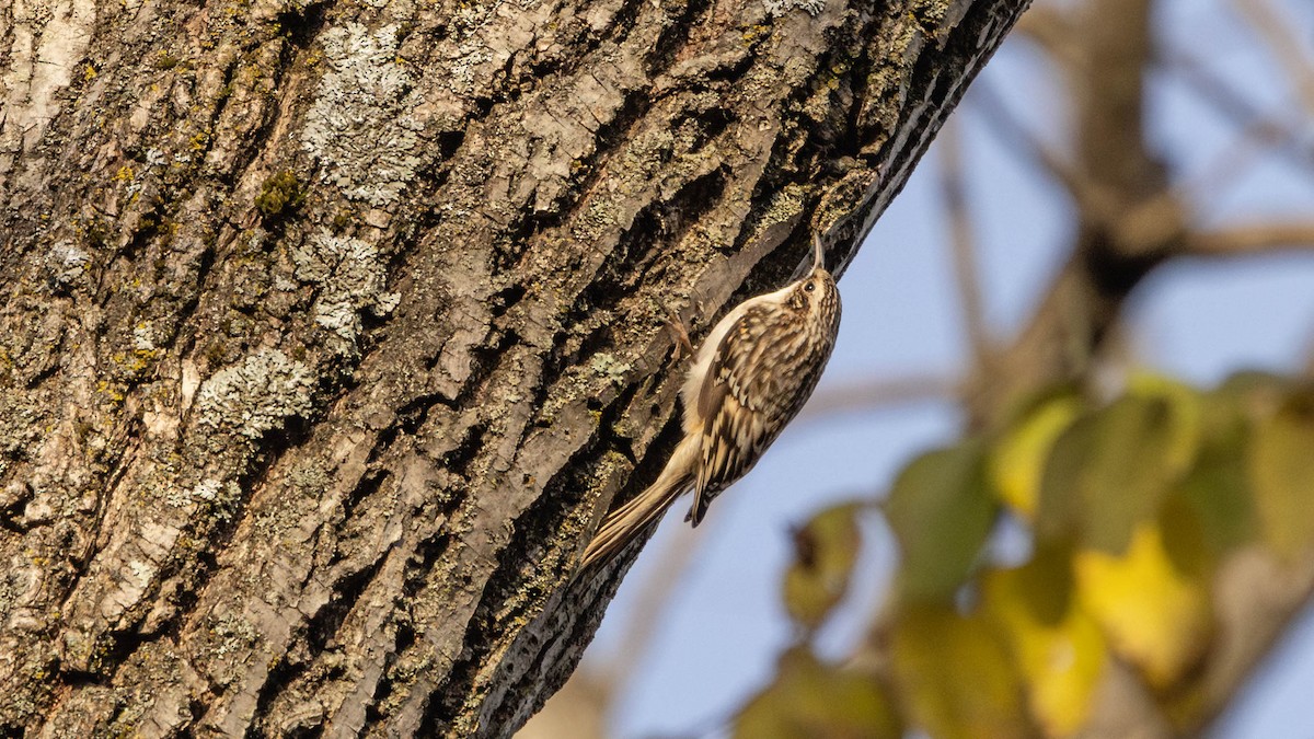 Brown Creeper - ML643711803