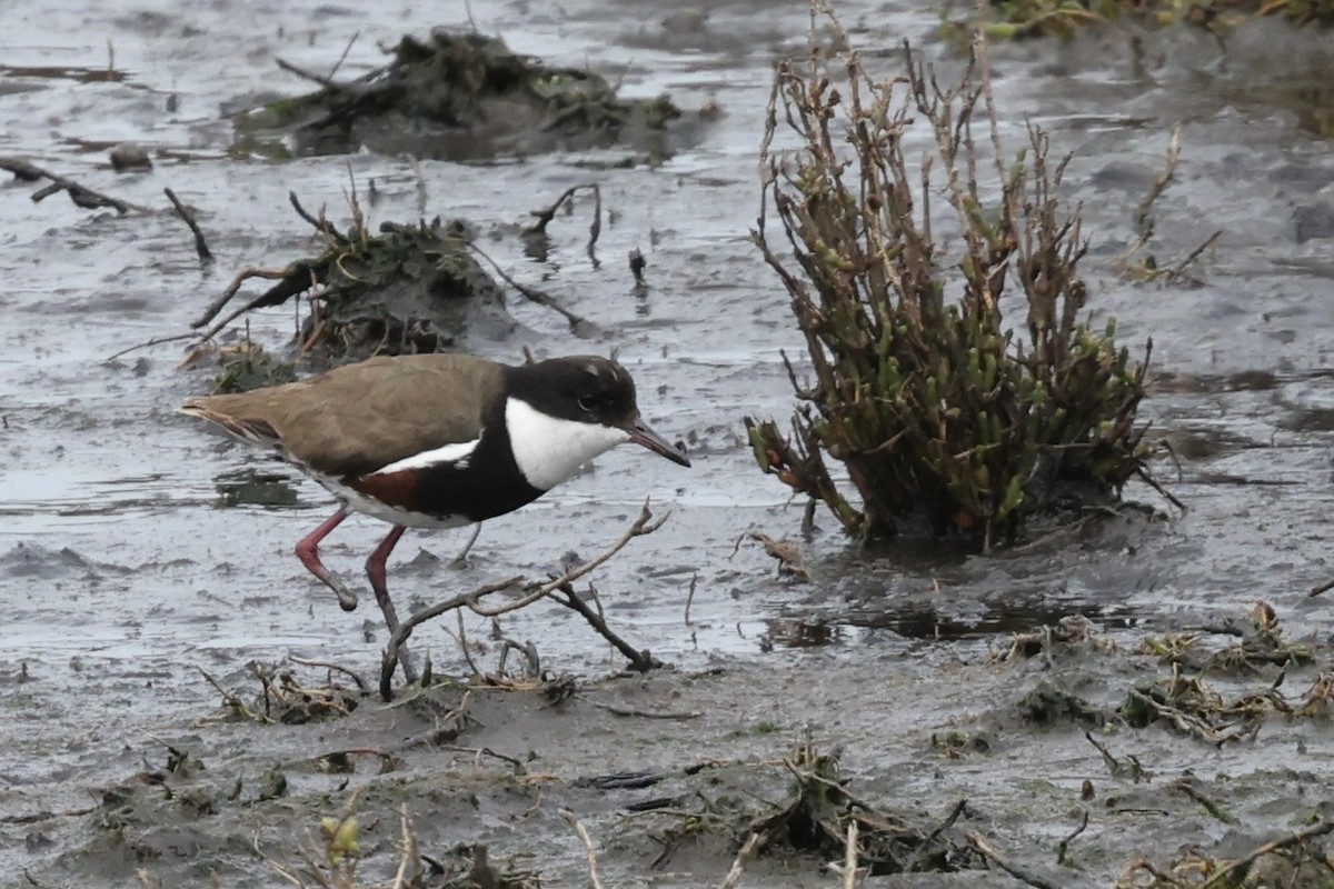 Red-kneed Dotterel - ML643711804