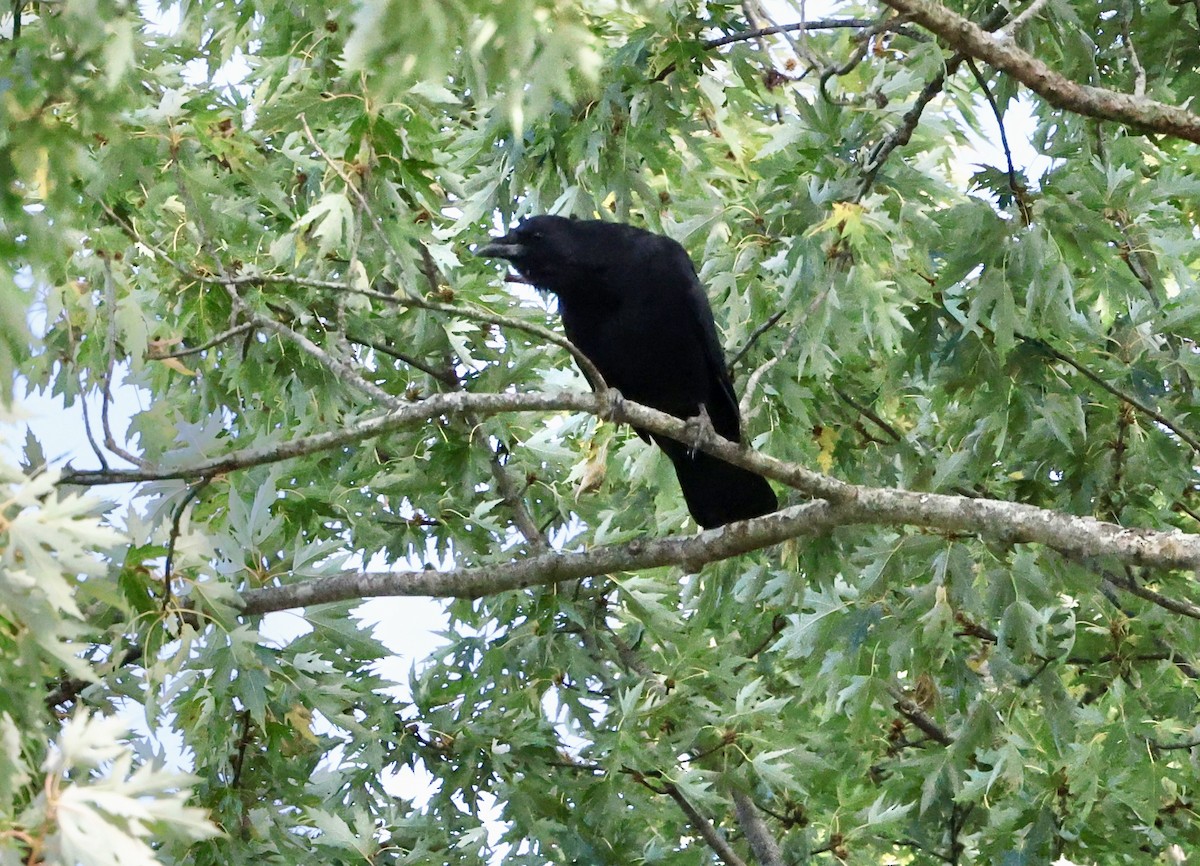 American Crow - ML643711813