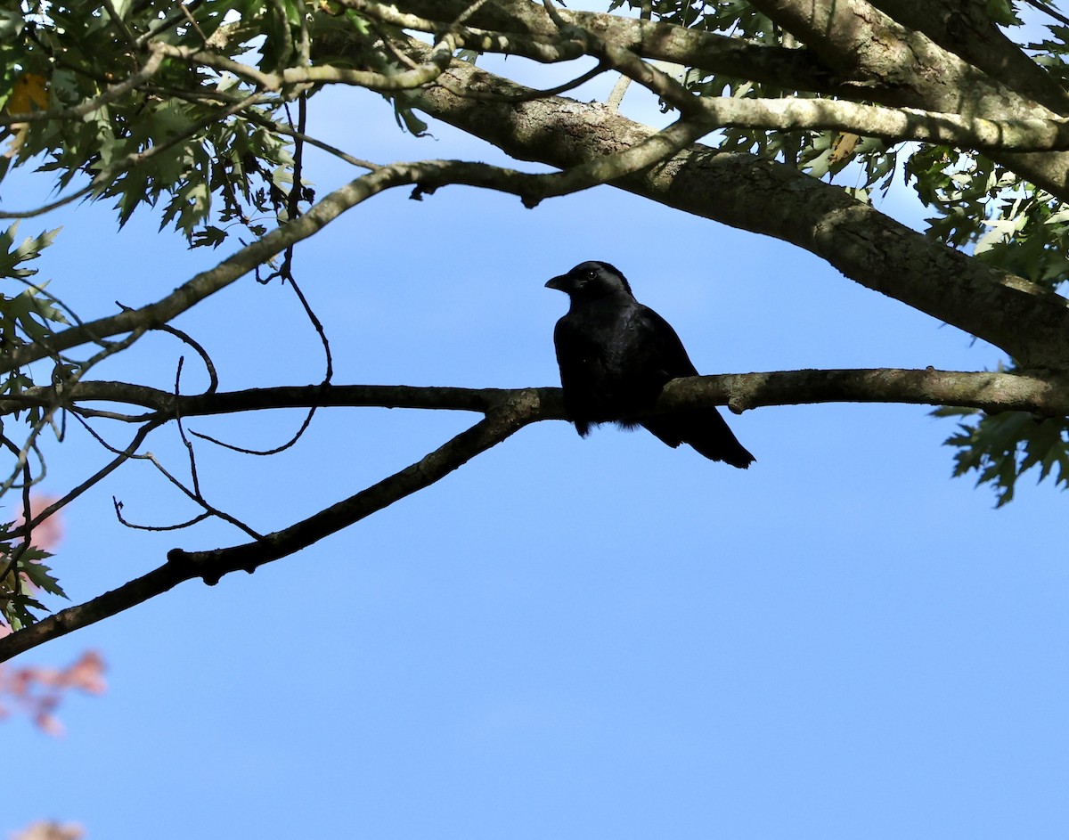 American Crow - ML643711814