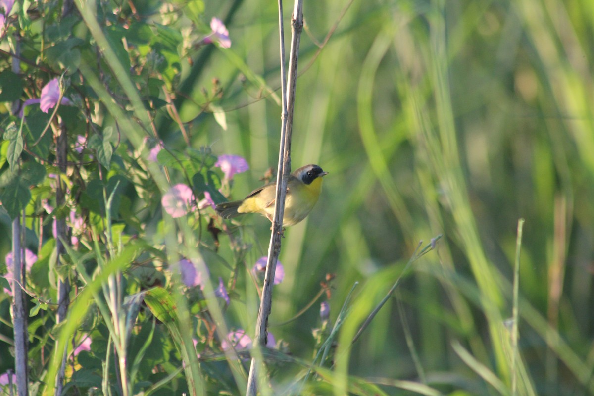 Common Yellowthroat - ML643711815