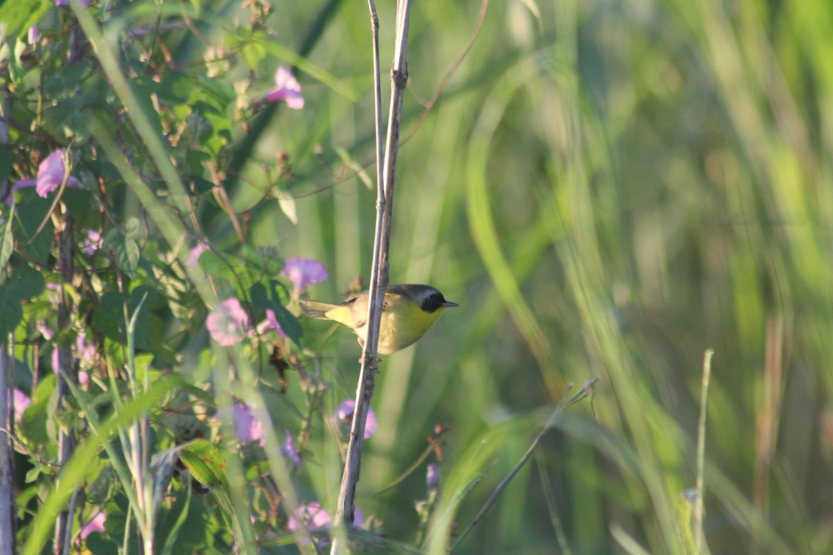 Common Yellowthroat - ML643711816