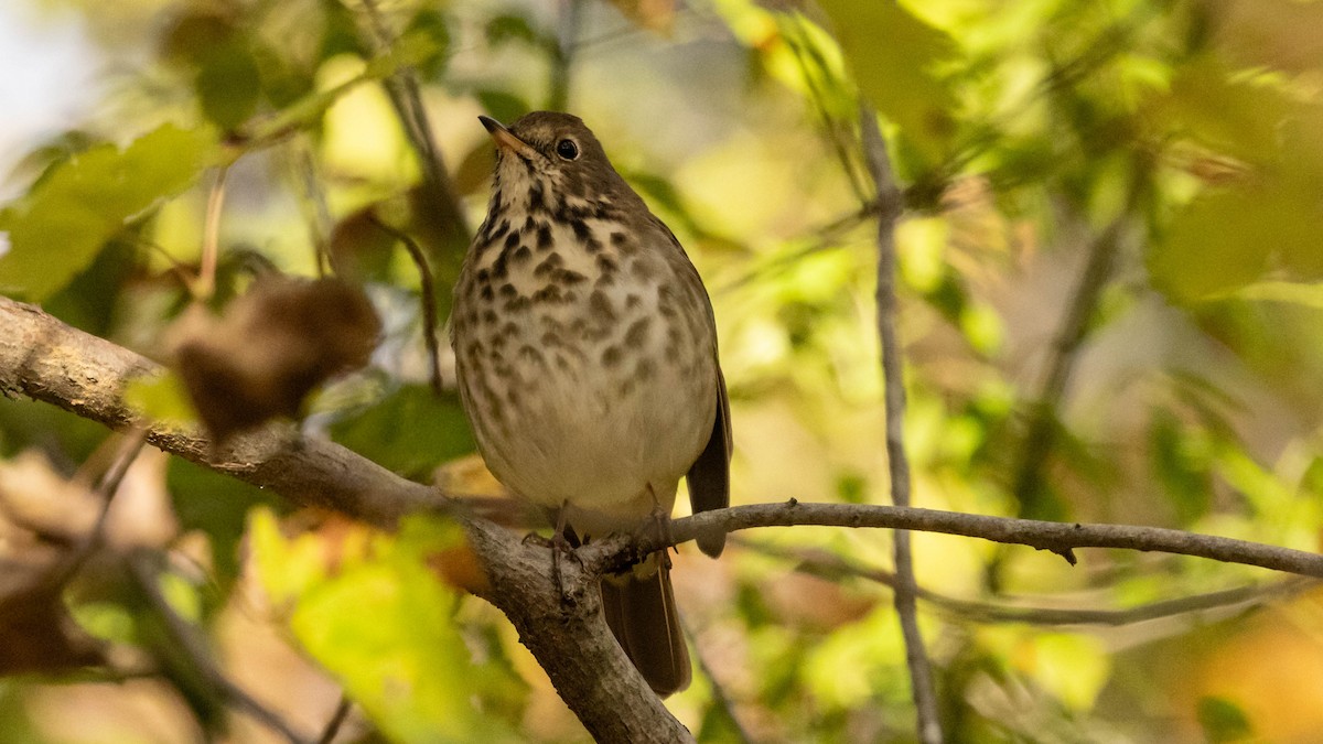Hermit Thrush - ML643711817