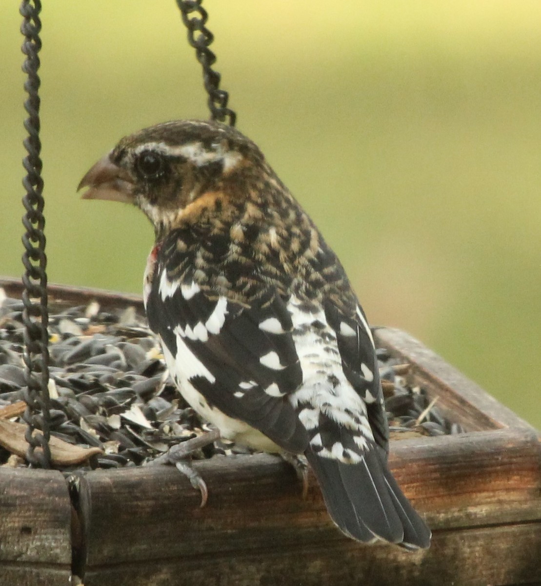 Rose-breasted Grosbeak - ML643711825