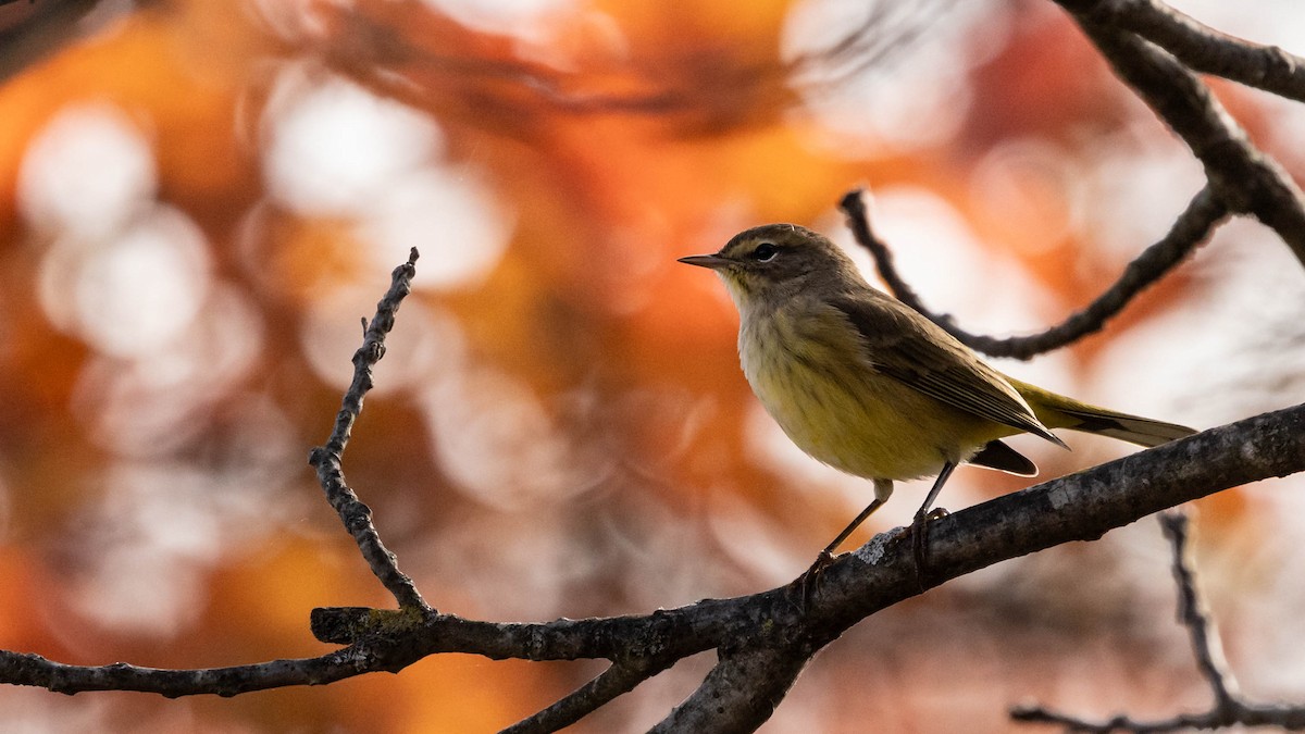 Palm Warbler - ML643711830