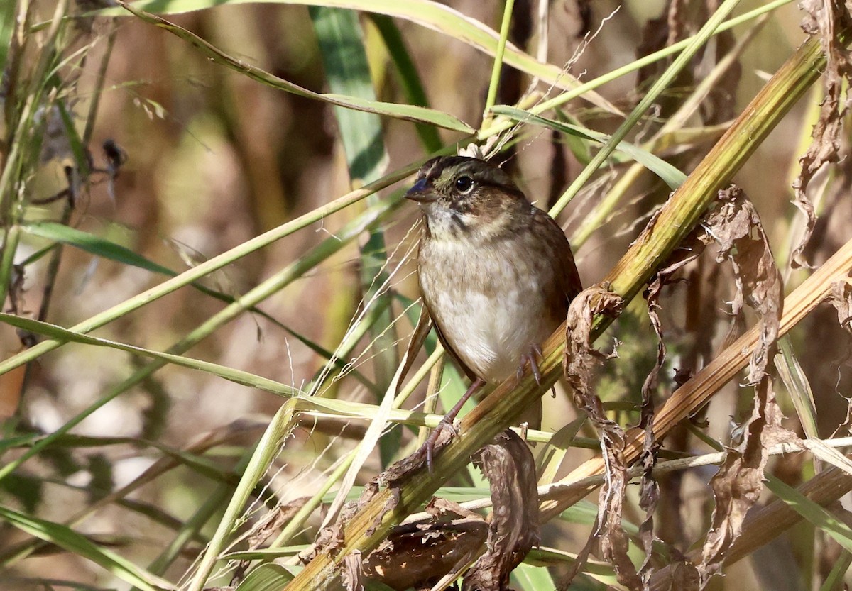 Swamp Sparrow - ML643711833