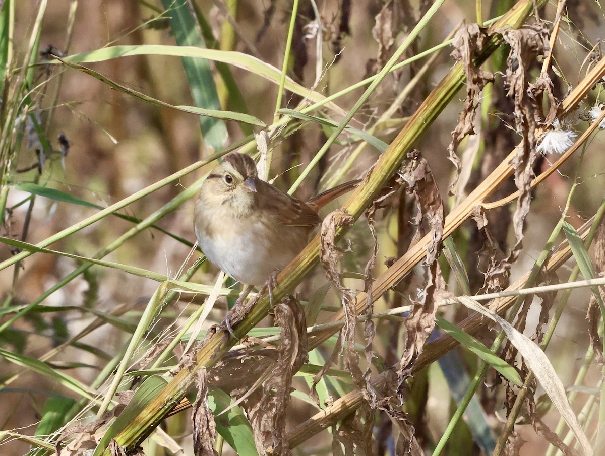 Swamp Sparrow - ML643711834