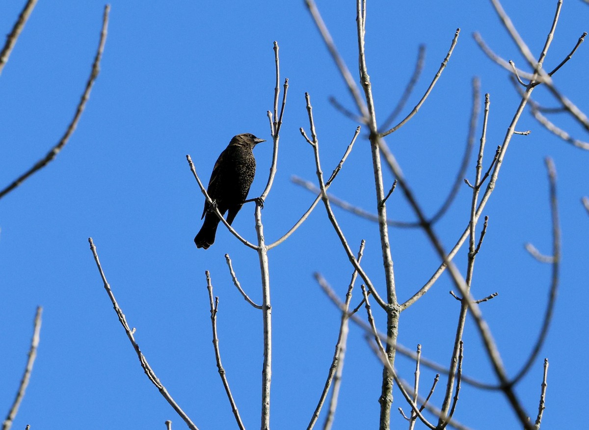 Brown-headed Cowbird - ML643711846