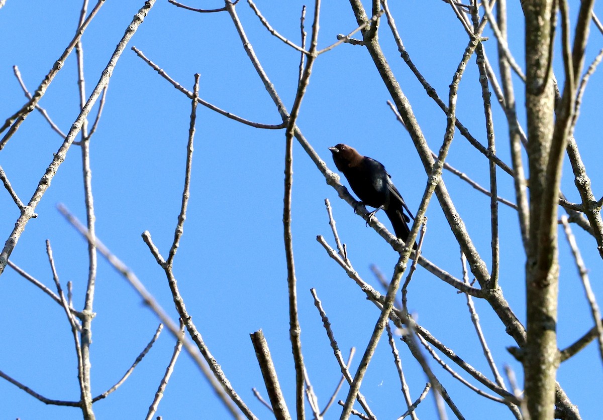 Brown-headed Cowbird - ML643711847