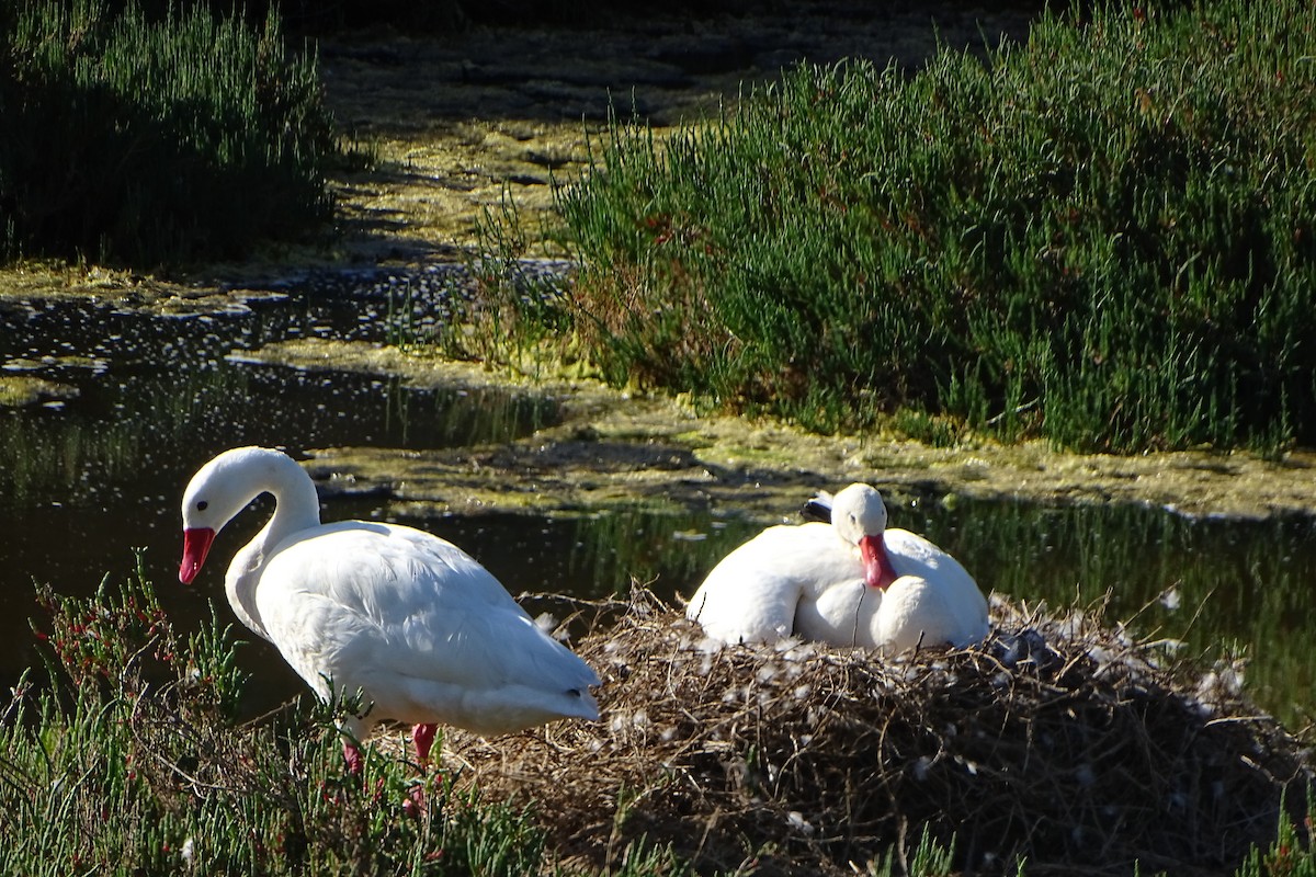 Coscoroba Swan - ML643711863