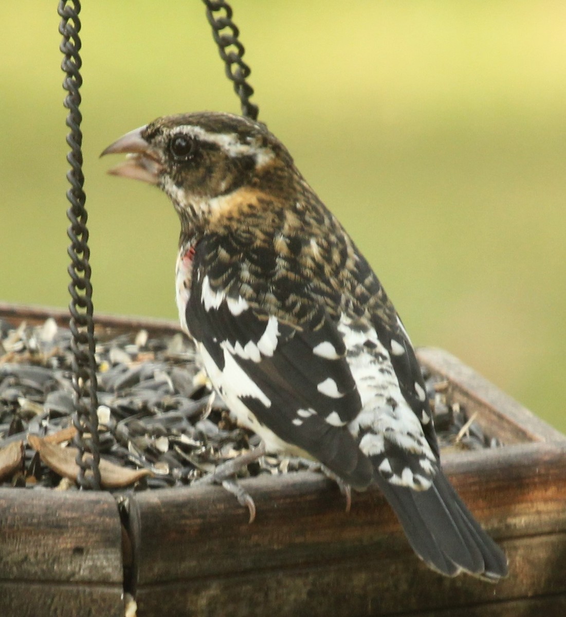 Rose-breasted Grosbeak - ML643711865