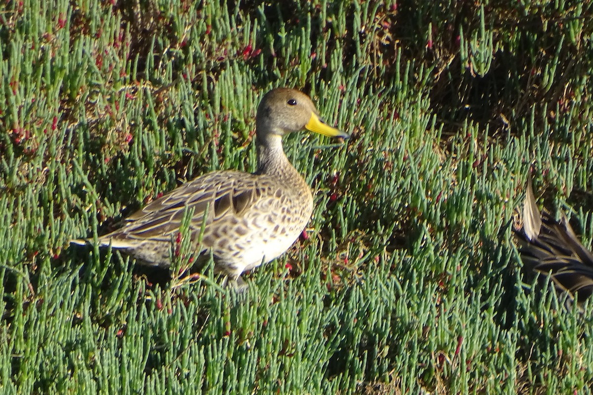 Yellow-billed Pintail - ML643711869
