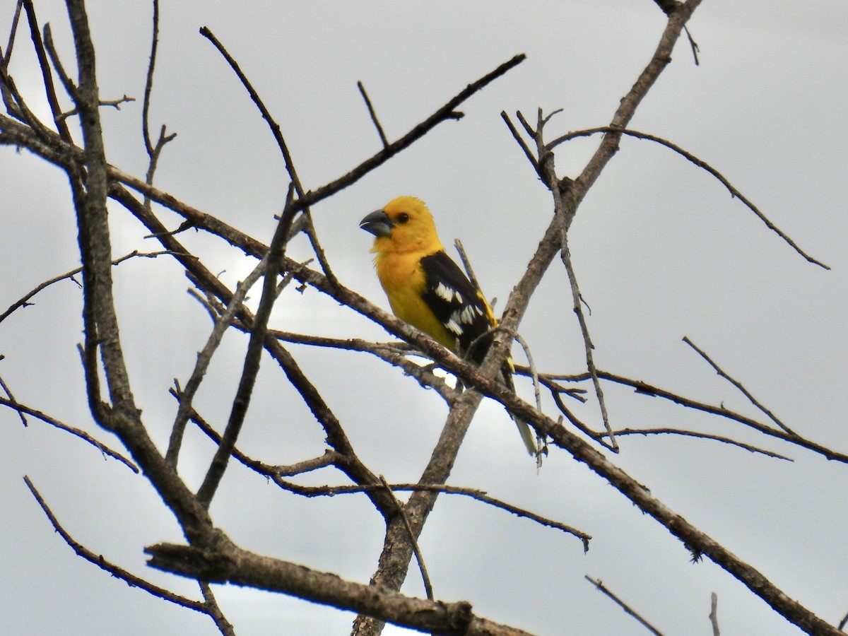 Golden Grosbeak - ML643711870