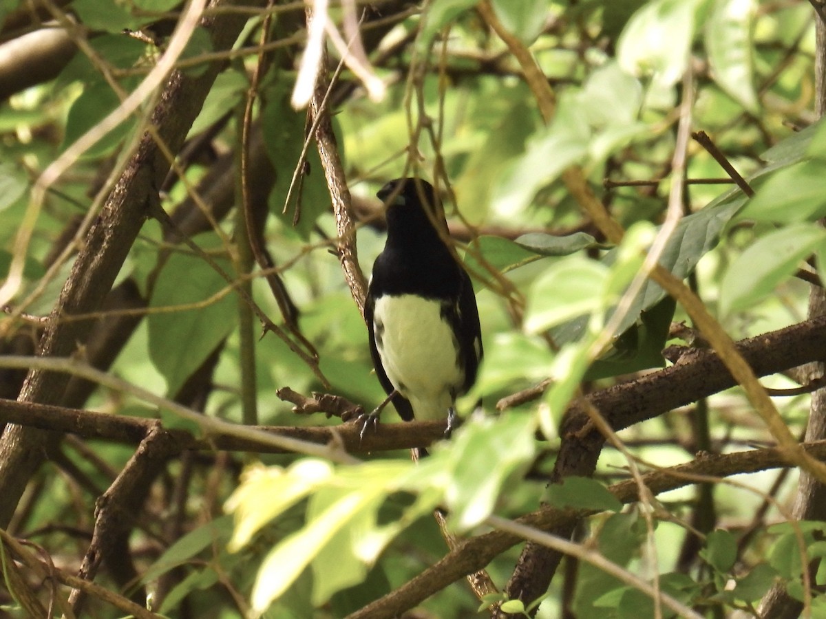 Black-and-white Tanager - ML643711882