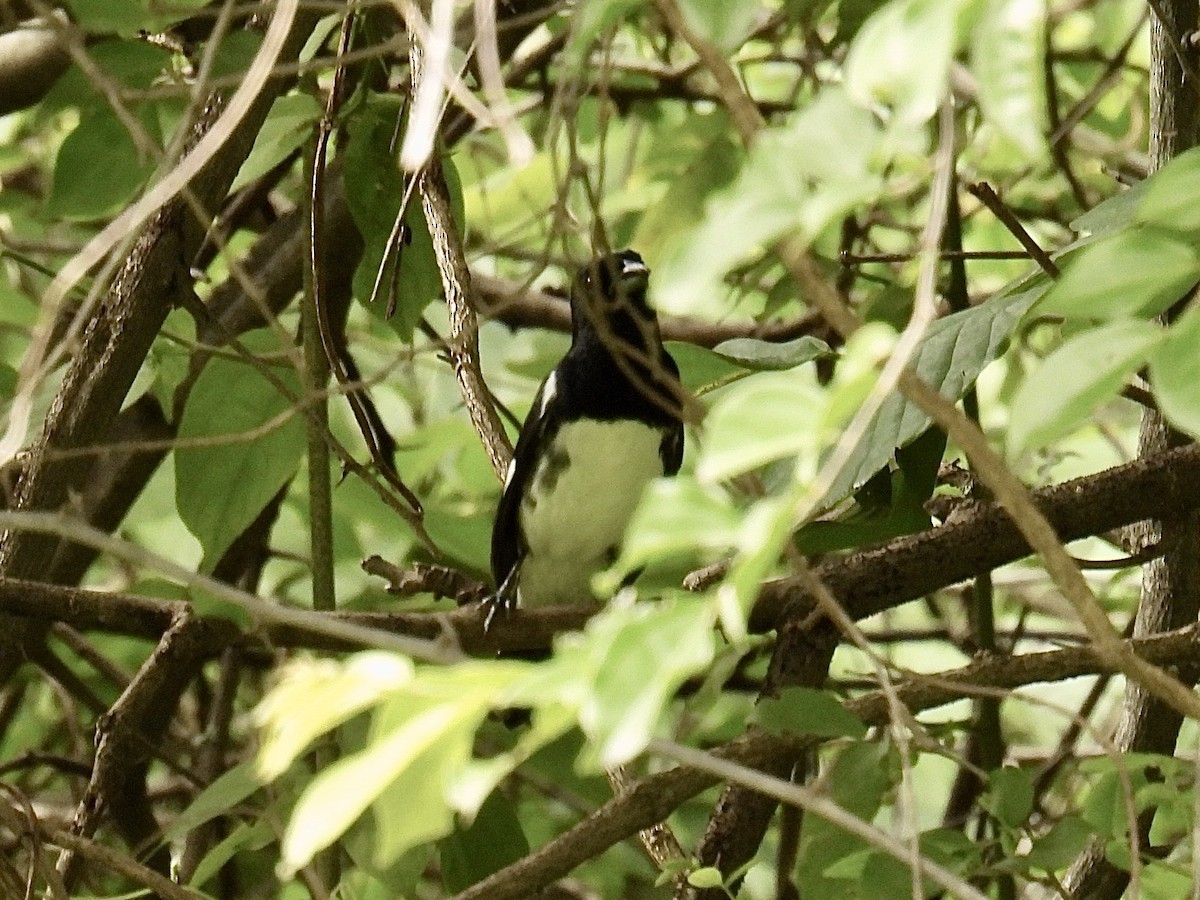 Black-and-white Tanager - ML643711883
