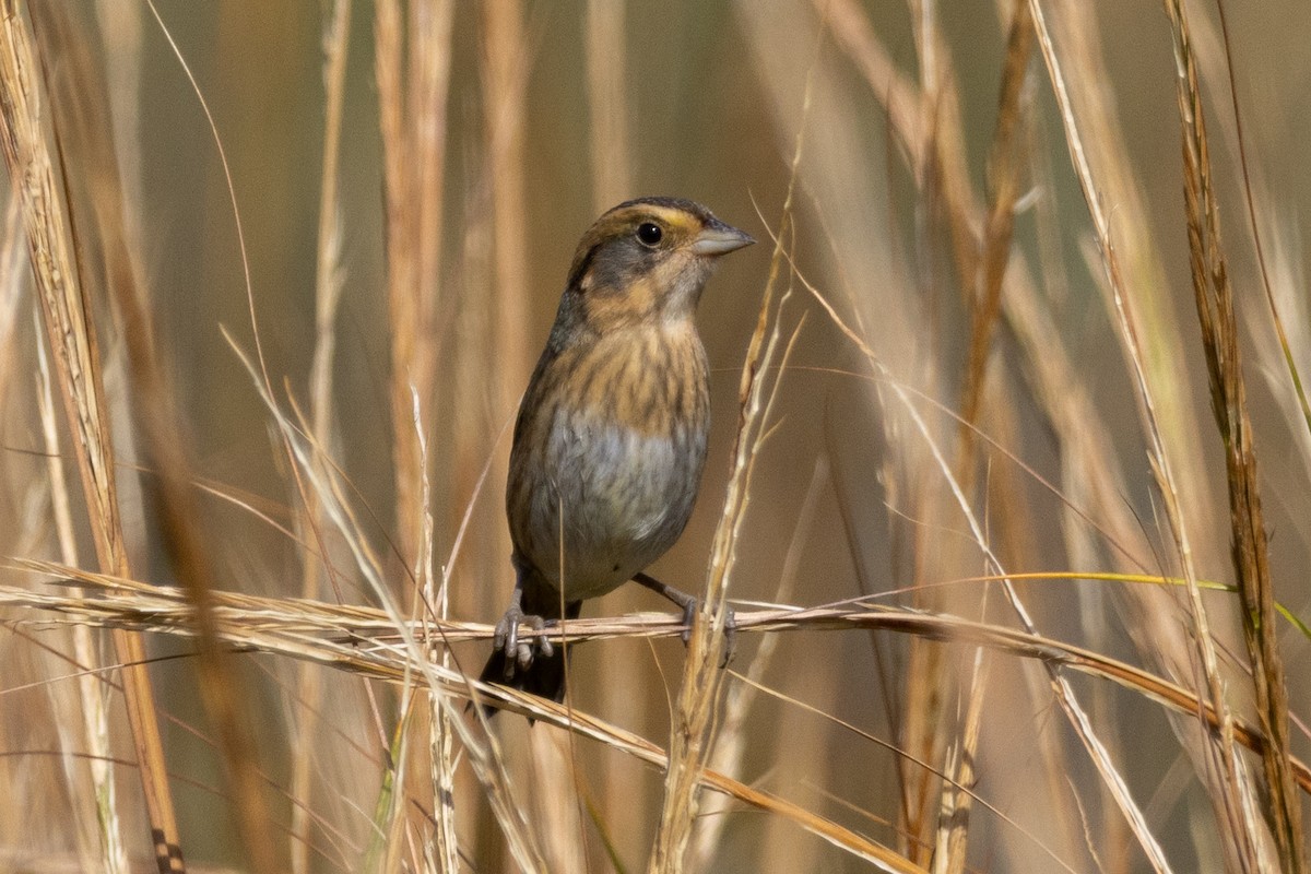 Nelson's Sparrow - ML643711884