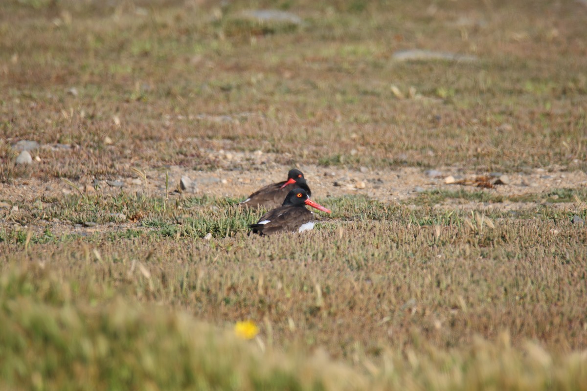 American Oystercatcher - ML643711893