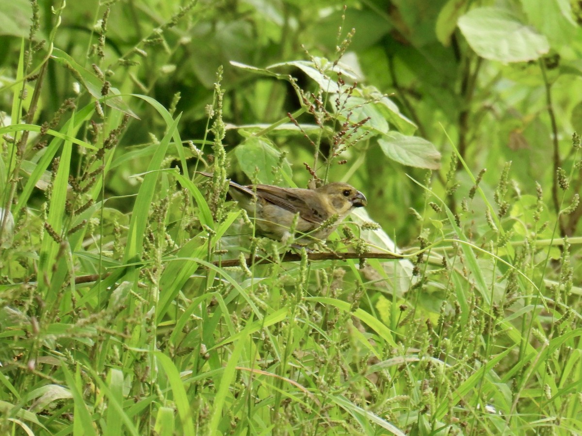 Variable Seedeater - ML643711897