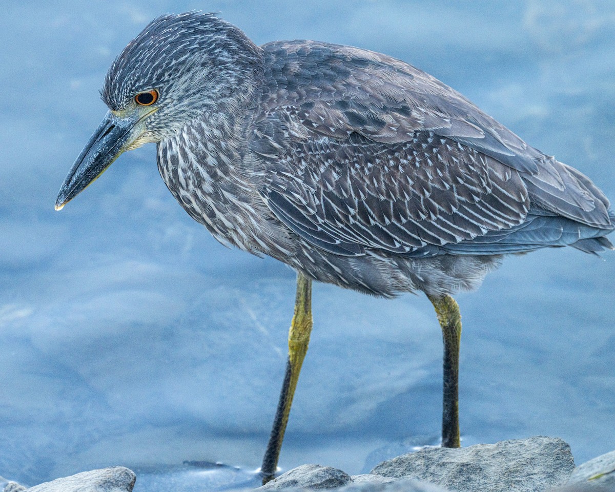 Yellow-crowned Night Heron - ML643711899