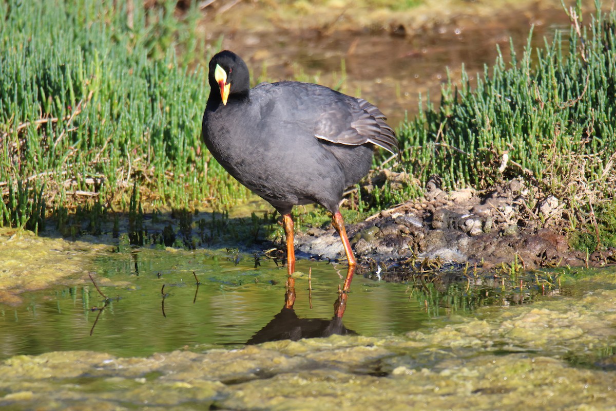 Red-gartered Coot - ML643711902
