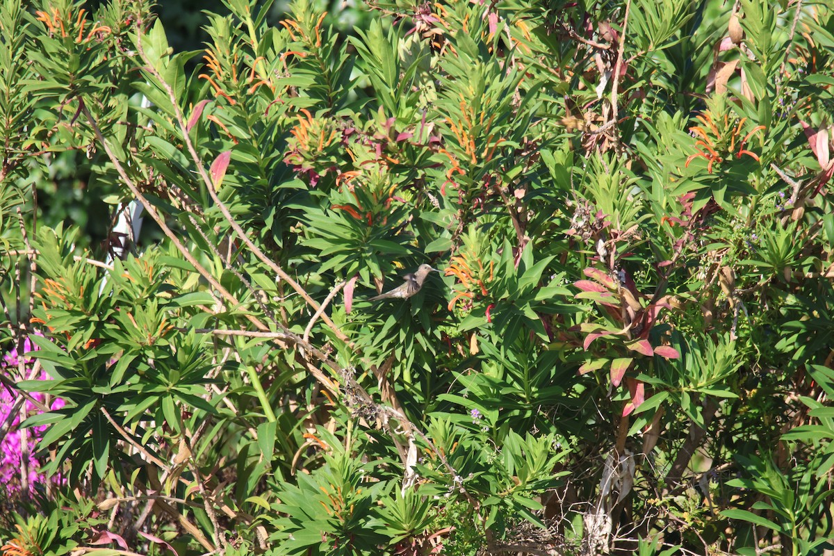 Giant Hummingbird - ML643711915