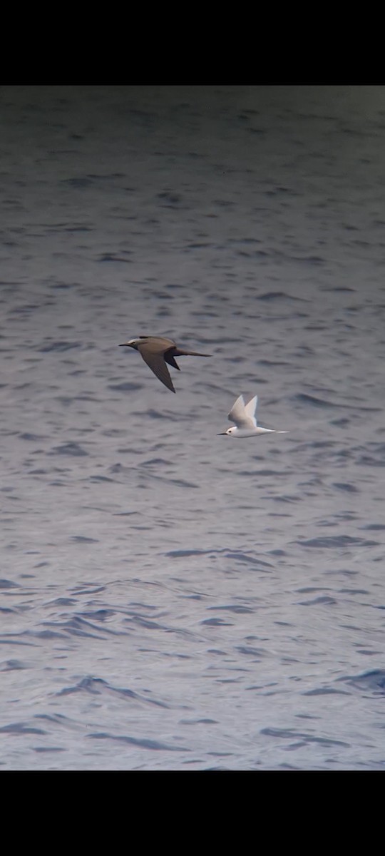 White Tern - ML643711929