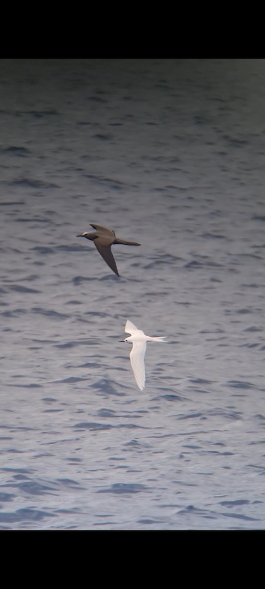 White Tern - ML643711930