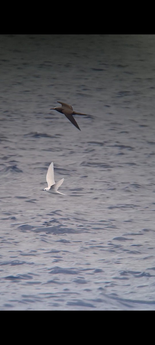 White Tern - ML643711931