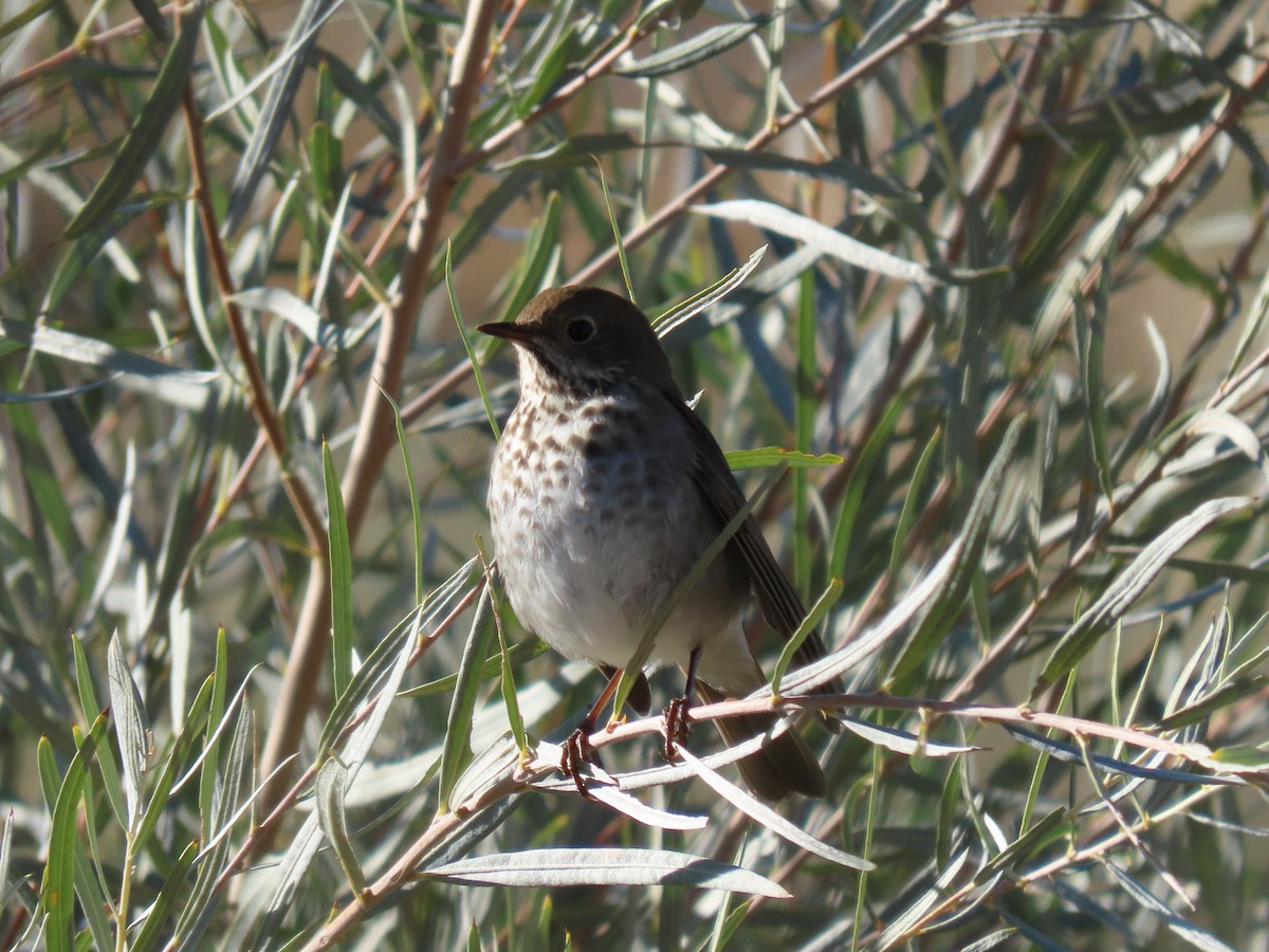 Hermit Thrush - ML643711938