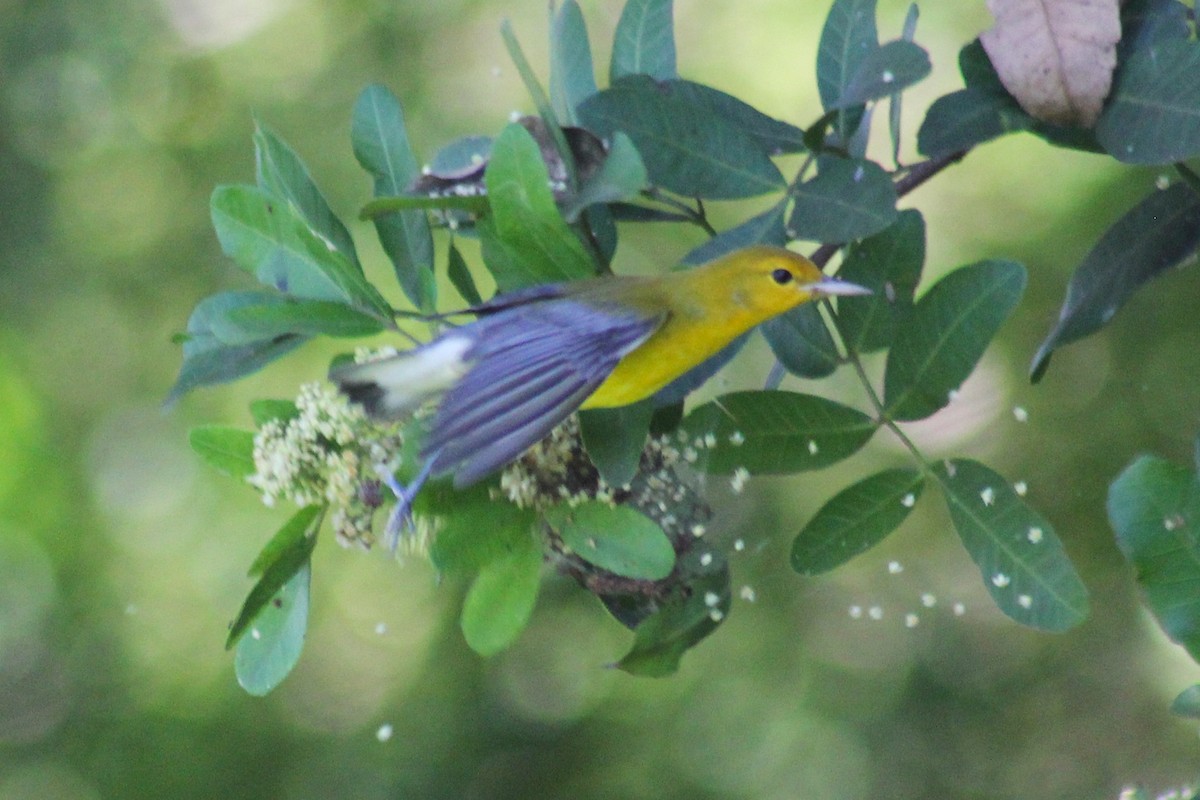 Prothonotary Warbler - ML643711943