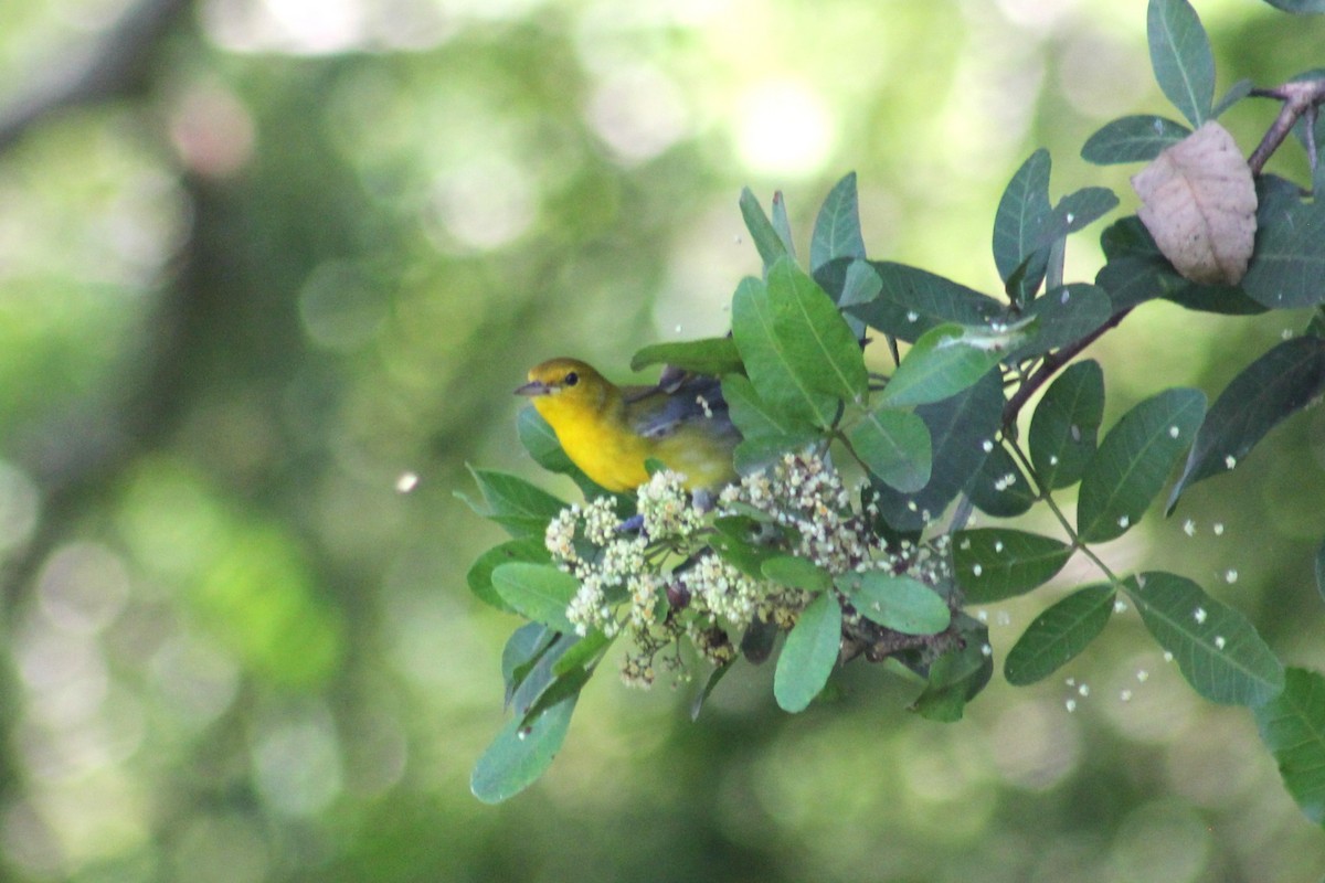 Prothonotary Warbler - ML643711944