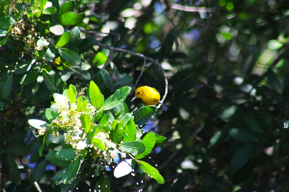 Prothonotary Warbler - ML643711945