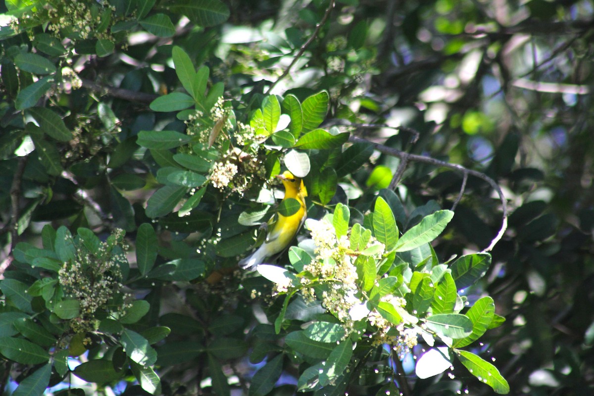 Prothonotary Warbler - ML643711946