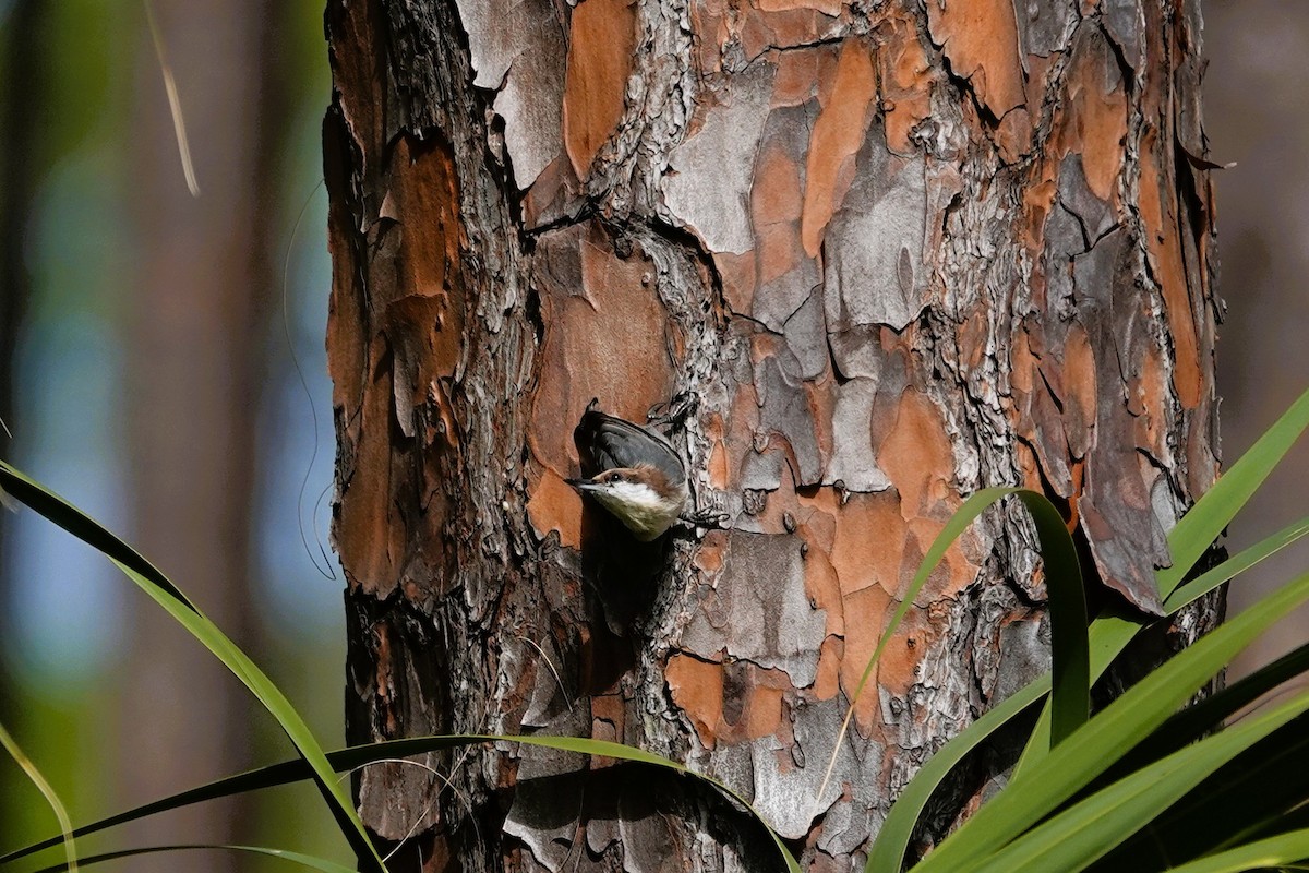 Brown-headed Nuthatch - ML643711947