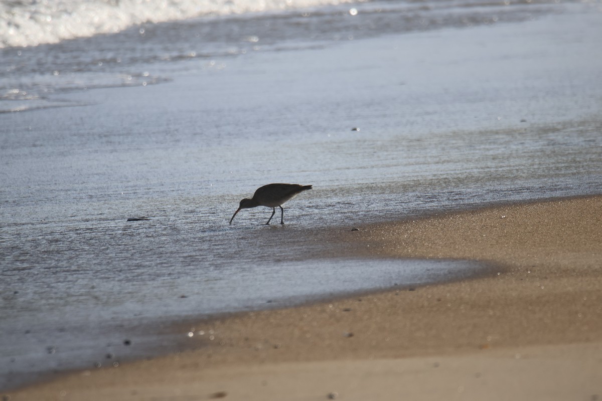Whimbrel - ML643711948