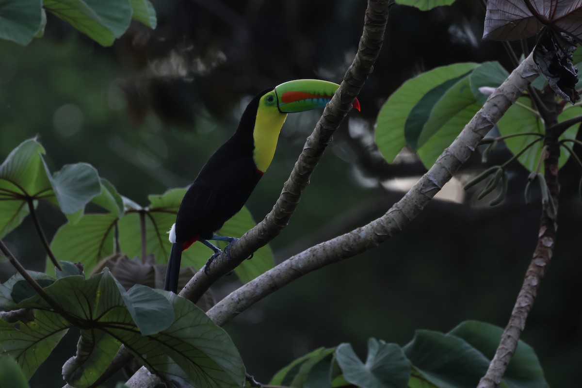 Keel-billed Toucan - ML643711956