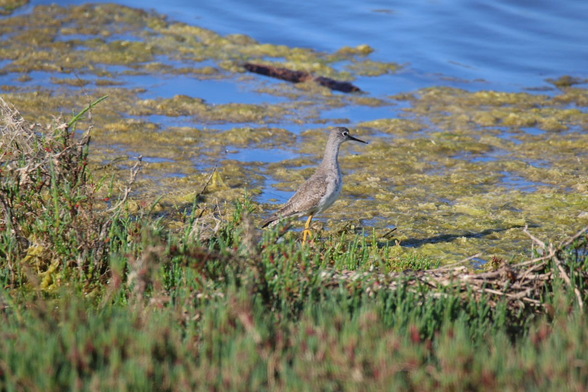 Lesser Yellowlegs - ML643711958
