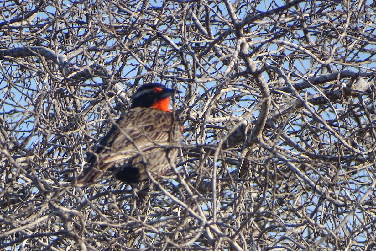 Long-tailed Meadowlark - ML643712015