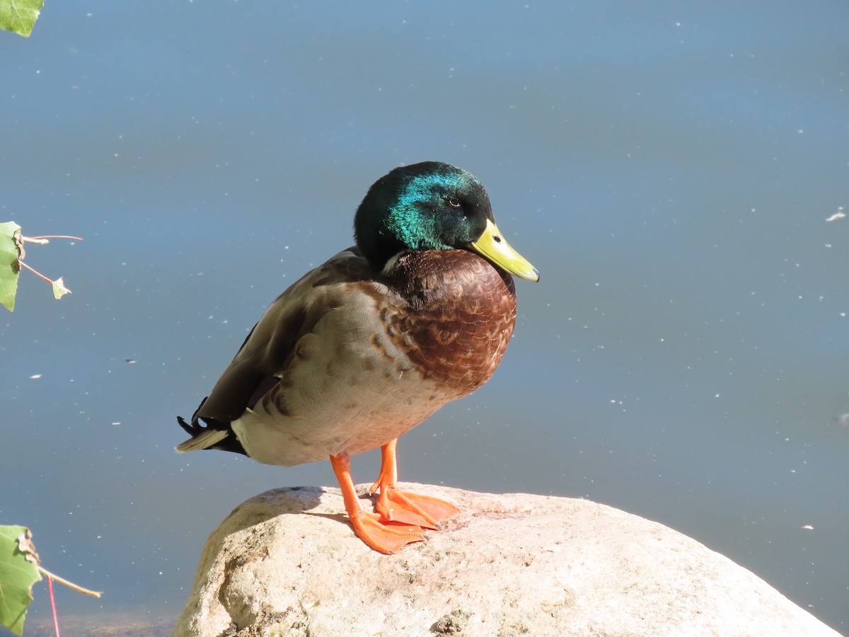 Mallard - ML643712017